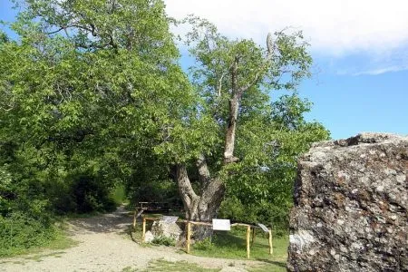 Орех Юрия Никулина